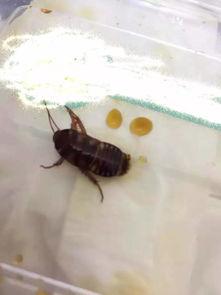 大妈爆料家里养蟑螂视频,揭秘蟑螂生存之谜  第2张